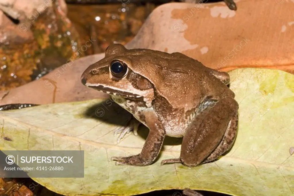 giant frog cyclorana australis northern australia. 