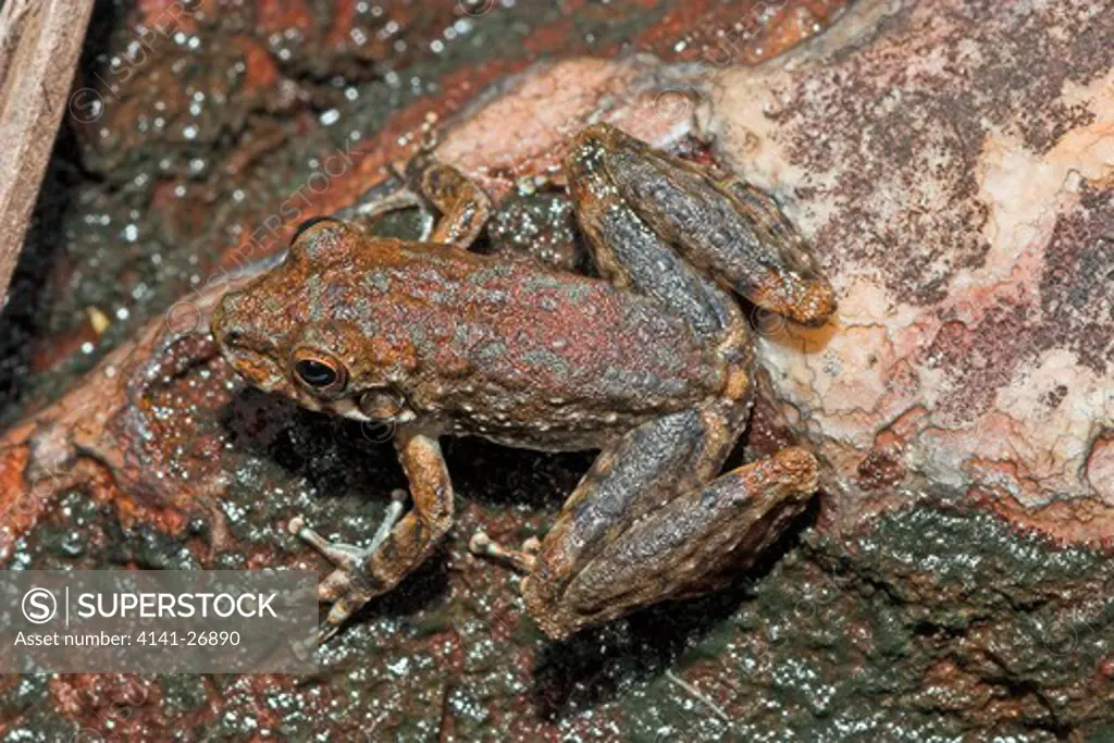 rock hole frog litoria meiriana often seen during the day when it is disturbed. small frog found around rocky streams and water falls in far northern australia. 