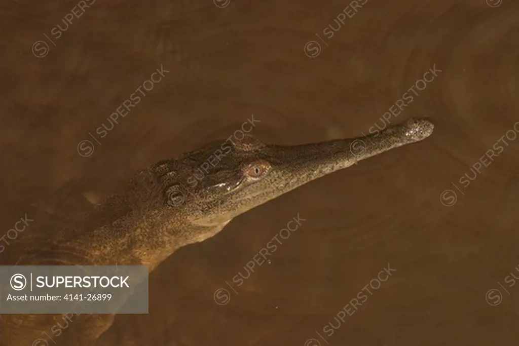 freshwater crocdile crocodylus johnstoni australia.