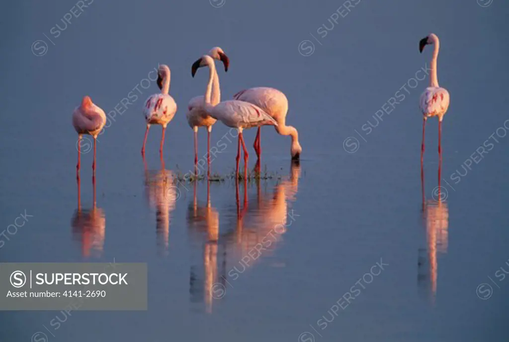 lesser flamingo group phoenicopterus minor serengeti national park, tanzania