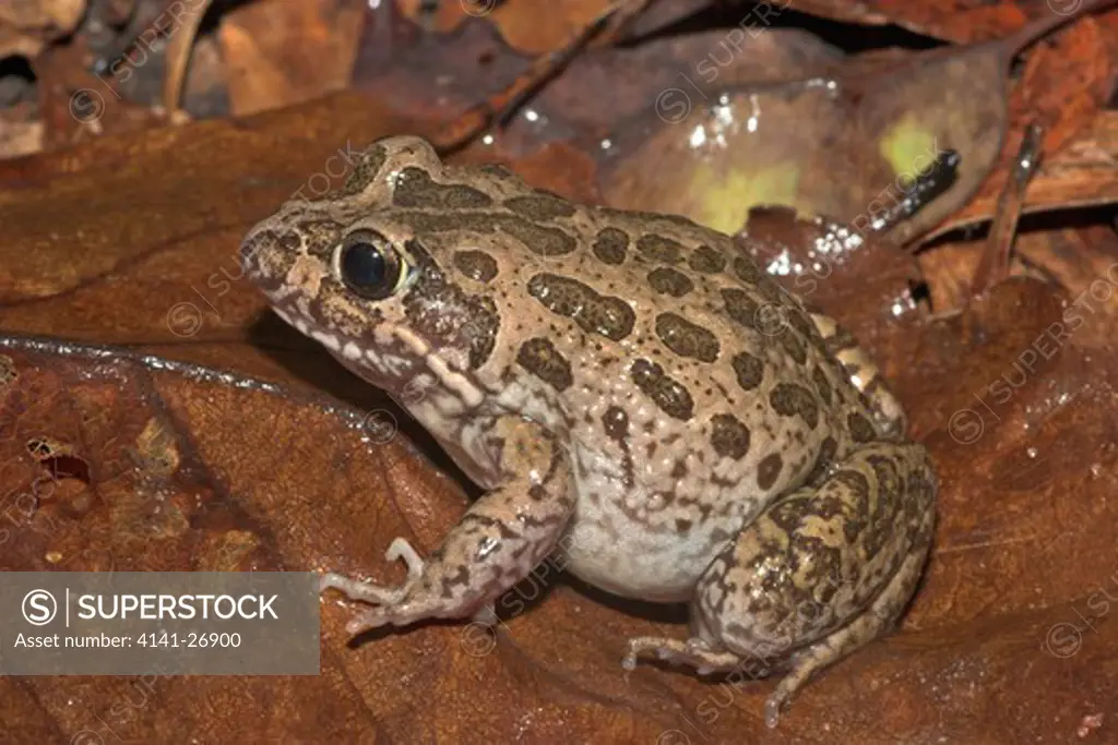 marbled frog limnodynastes convexiusculus northern australia. 