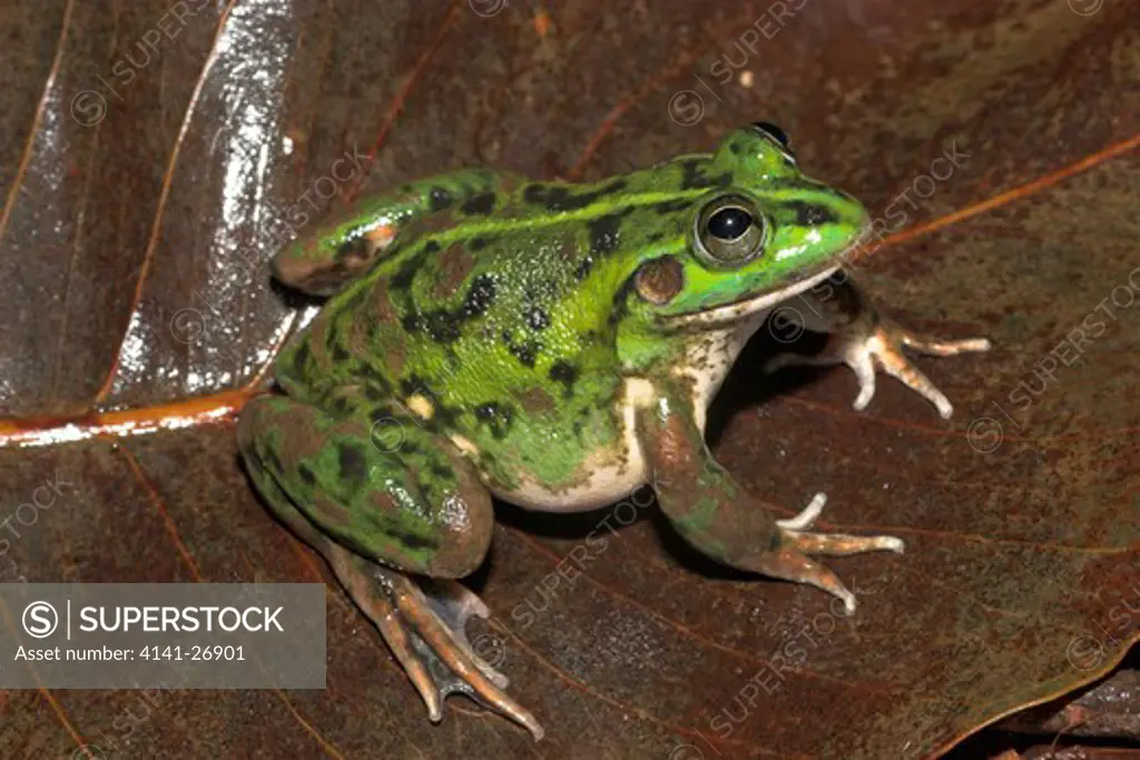 dahl's aquatic frog litoria dahlii lives in water plants in swamps and lagoons north australian species. 