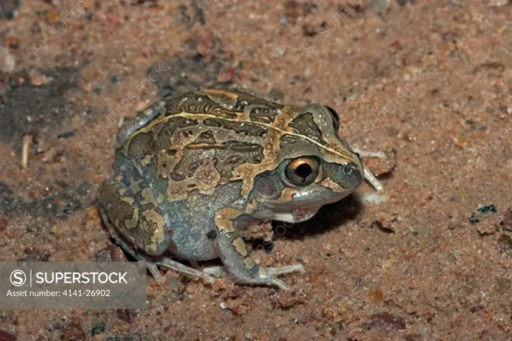 long-footed frog cyclorana longipes burrowing species from northern australia.