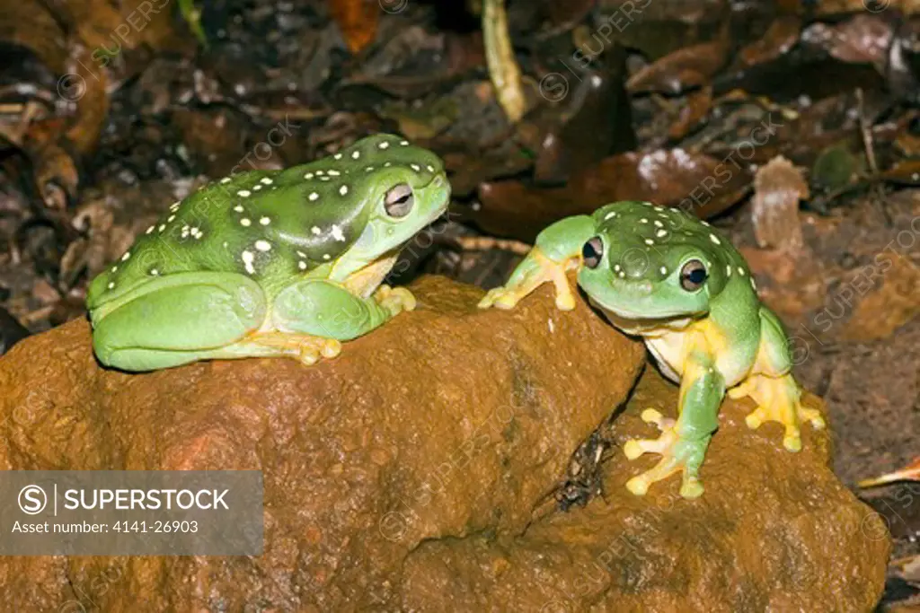 splendid tree frog litoria splendida large cave dwelling frog kimberley region, western australia.