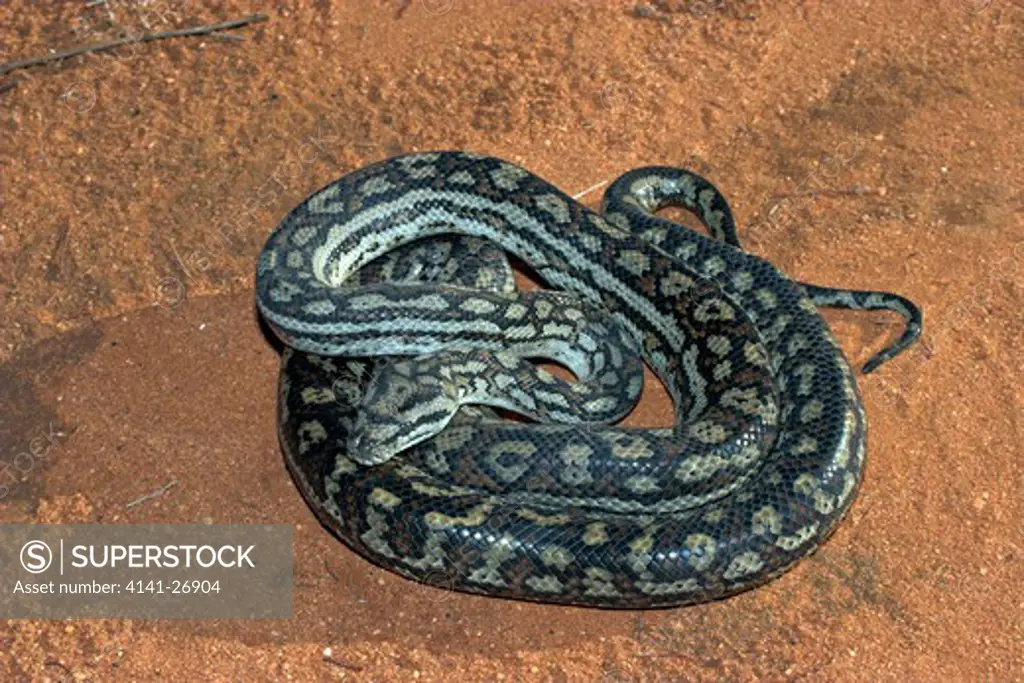 murray darling carpet python morelia spilota metcalfei nsw, australia. 