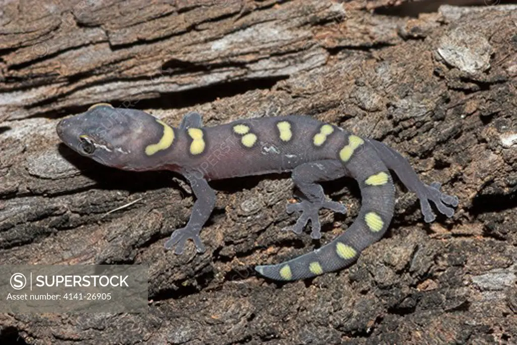 occelated velvet gecko juvenile oedura monilis native to nsw & queensland, australia.
