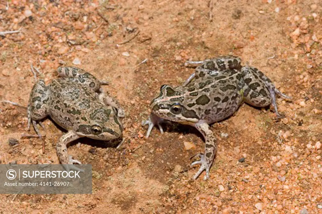 spotted marsh frog limnodynastes tasmaniensis common species of eastern australia.