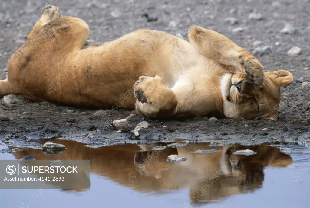 african lion panthera leo female resting by water serengeti natiional park, tanzania 