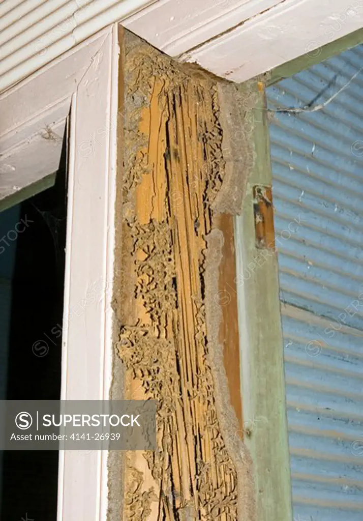 termite damage in house australia