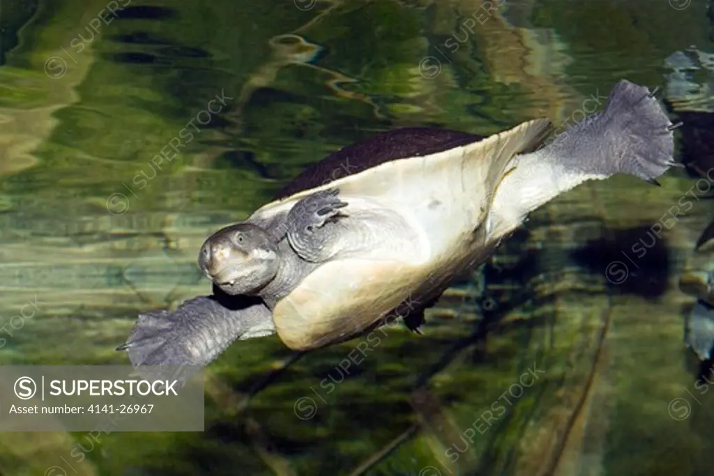 murray turtle emydura macquarrie underwater large freshwater species of eastern australia
