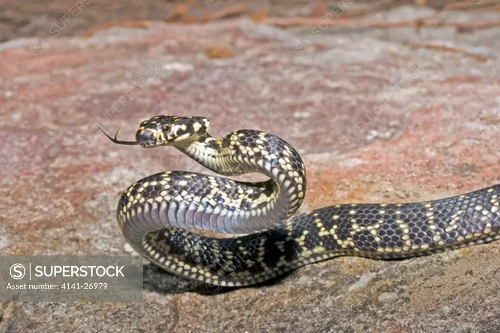broad-headed snake hoplocephalus bungaroides in threat posture endemic to sydney basin, australia. endangered species