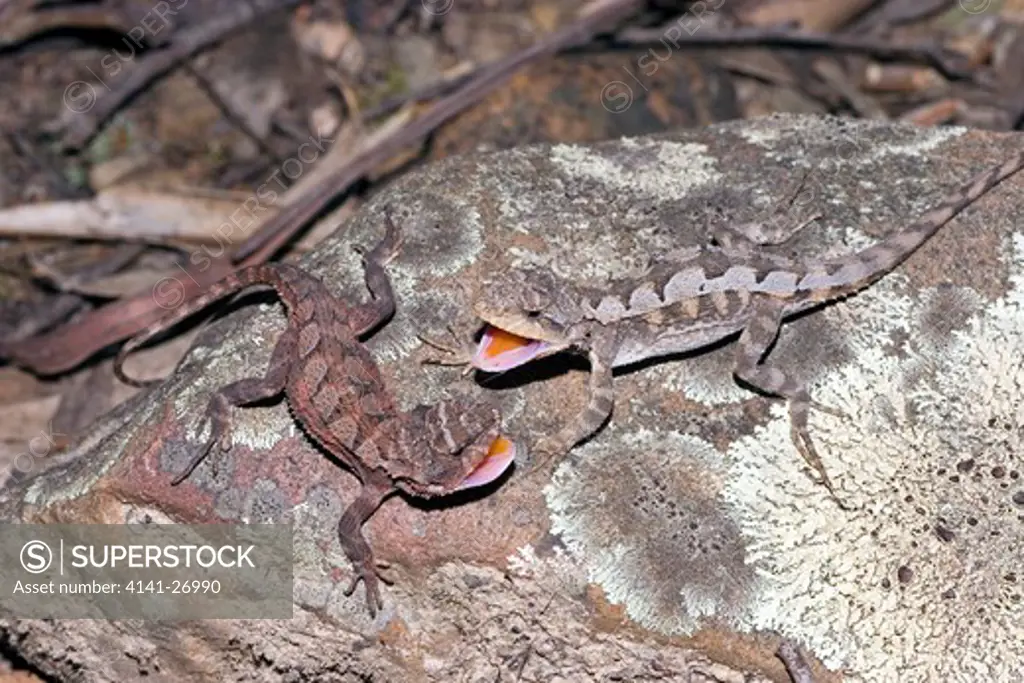 mountain dragon rankinia diemensis males showing territorial agression se australia