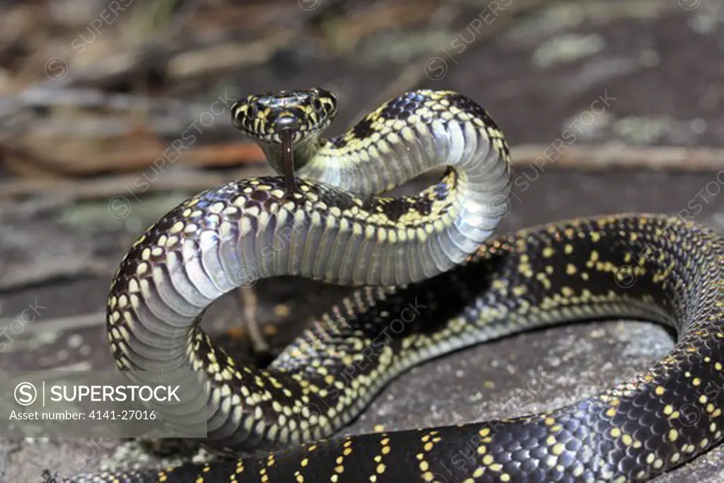 broad-headed snake hoplocephalus bungaroides endangered species from sydney region potentially dangerous elapid