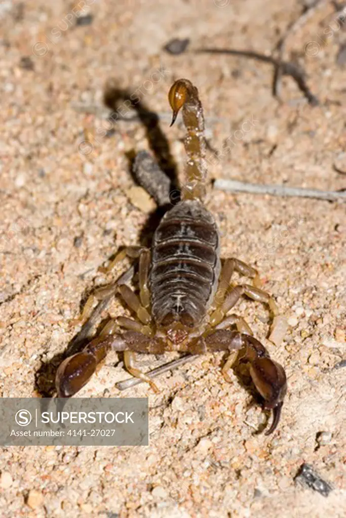 forest scorpion cercophonius squama east australian species