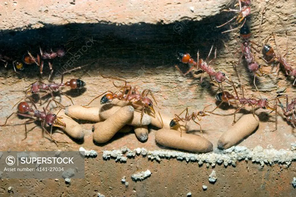bull ants myrmecia gulosa ants with eggs in nest