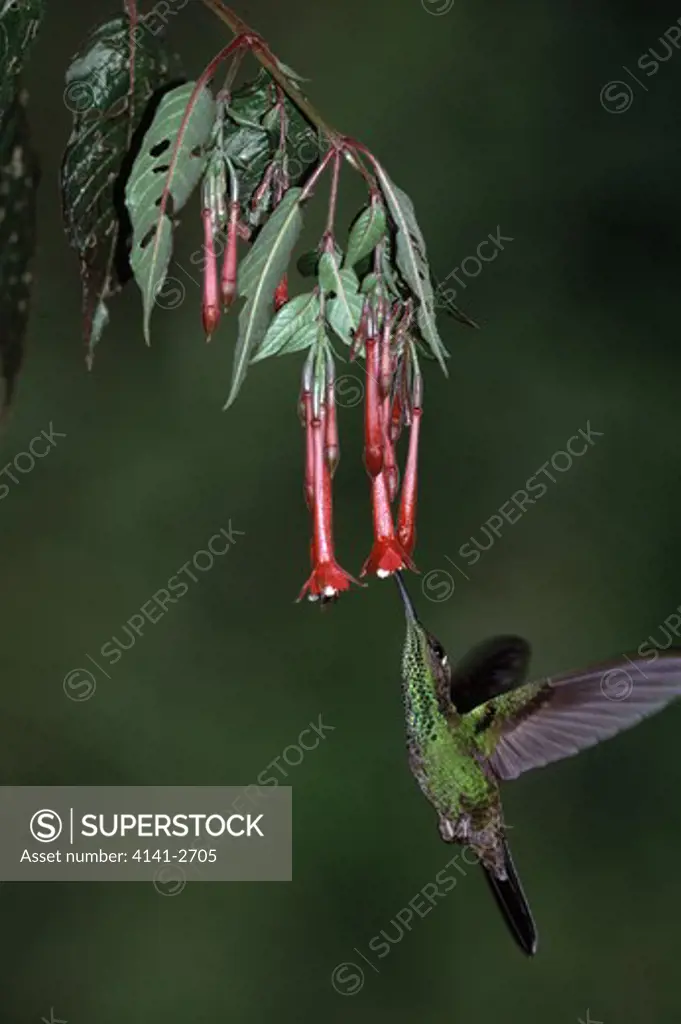 violet-fronted brilliant hummingbird male in flight heliodoxa leadbeateri sipping nectar from wild fuchsia. peru.
