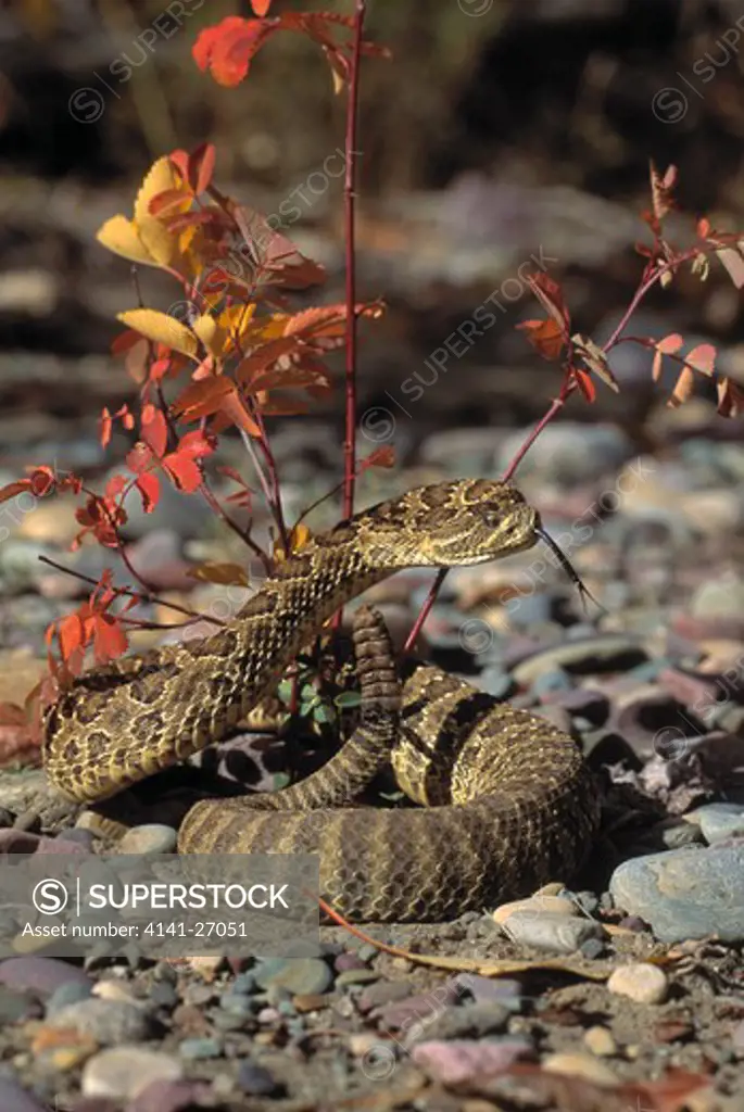 northern pacific rattlesnake crotalus viridis oreganus or western rattlesnake 