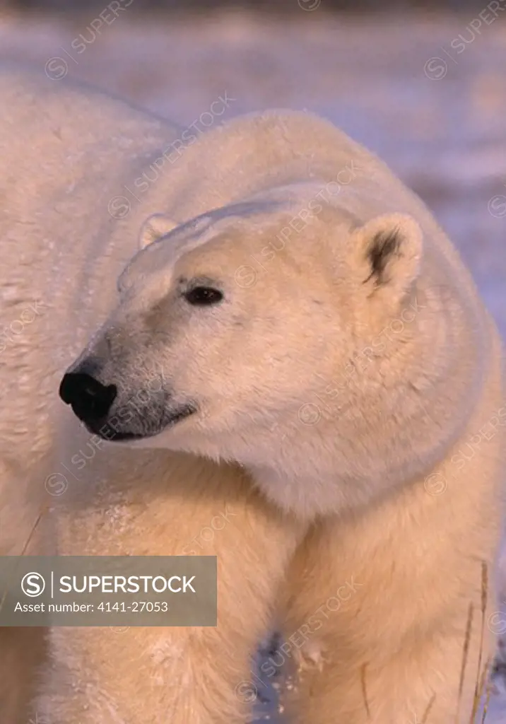 polar bear ursus maritimus manitoba, canada 