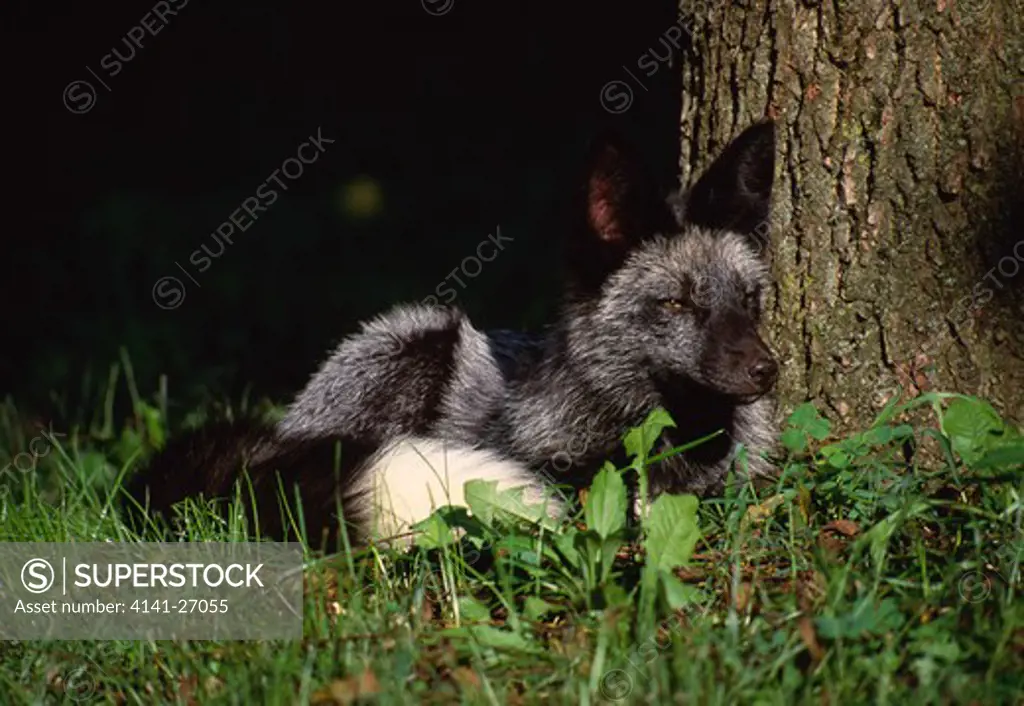silver fox (race of red fox) vulpes vulpes fulva indiana, usa 
