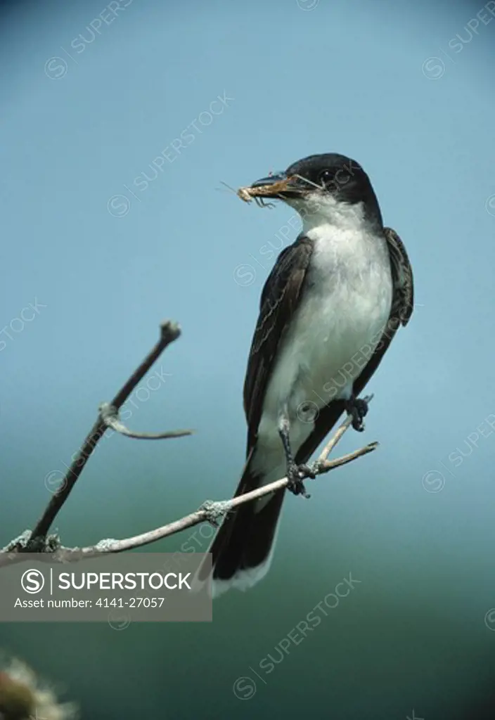 eastern kingbird tyrannus tyrannus with insect prey in beak pigeon river wilflife area, indiana, usa 