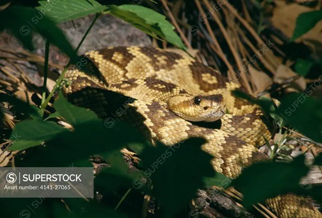 blacktail rattlesnake crotalus molossus molossus arizona, usa
