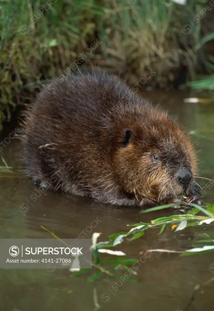 north american beaver castor canadensis eating willow leaves north america 