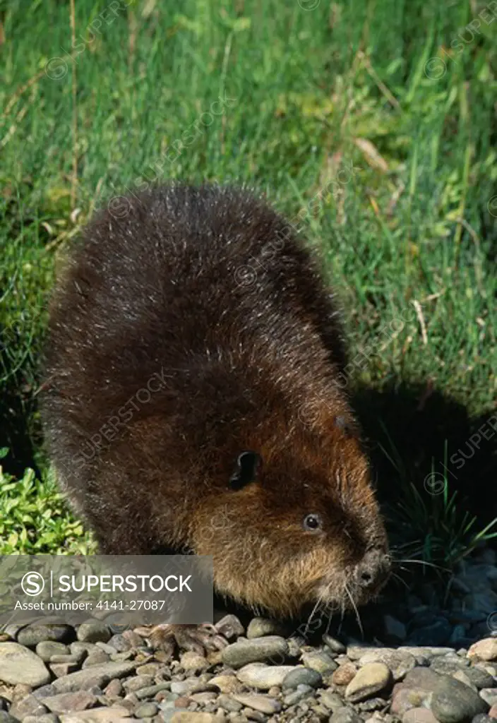 north american beaver castor canadensis north america 