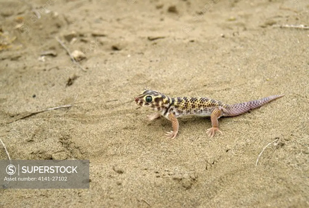 common wonder gecko on sand teratoscincus scincus repetek nature reserve, kara kum desert , turkmenistan