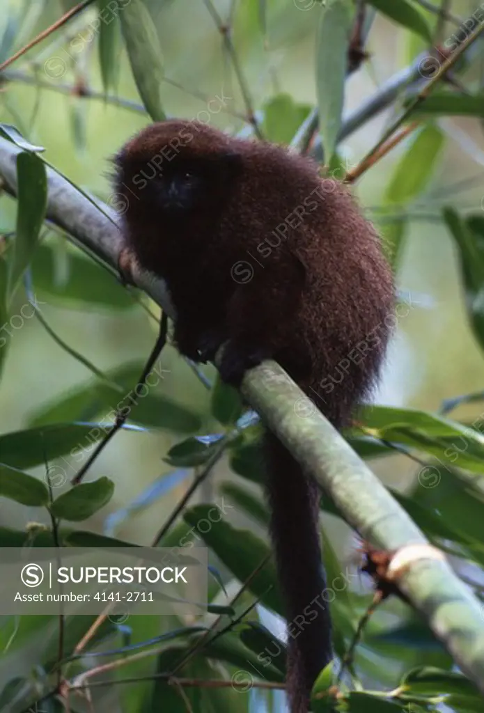 dusky or brown titi monkey callicebus moloch brunneus madre de dios river, se peru peruvian sub-species 