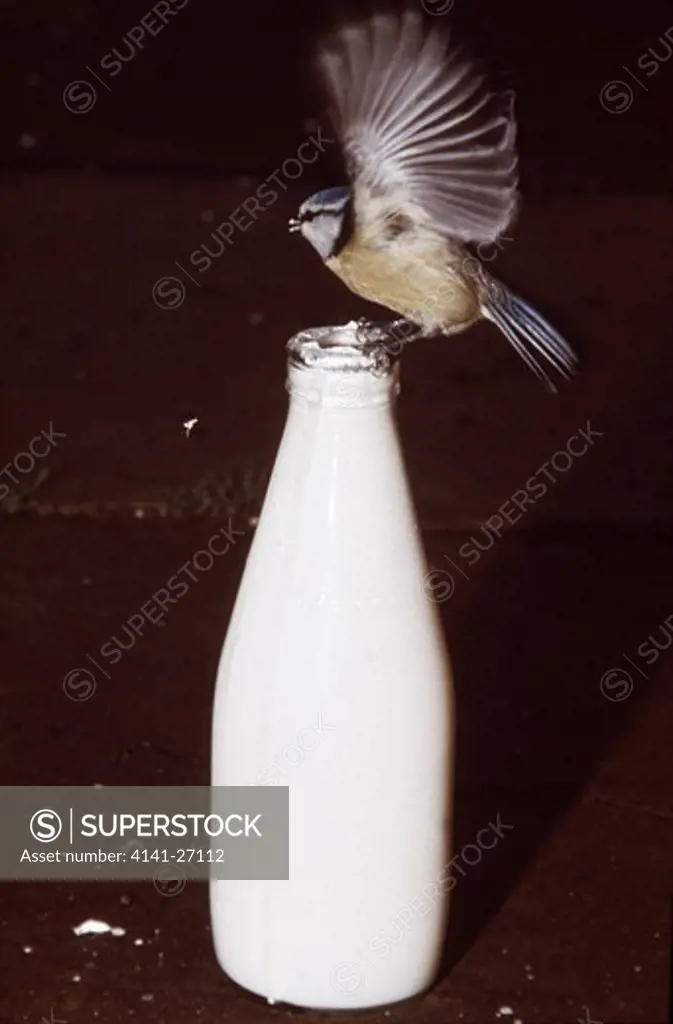 blue tit on milk bottle parus caeruleus 