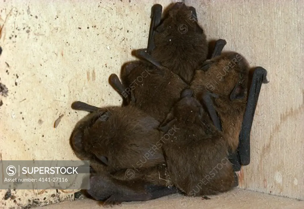 pipistrelle bats pipistrellus pipistrellus hibernating (in bat box) 