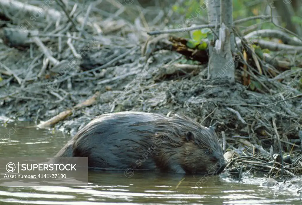 north american beaver castor canadensis working at its dam