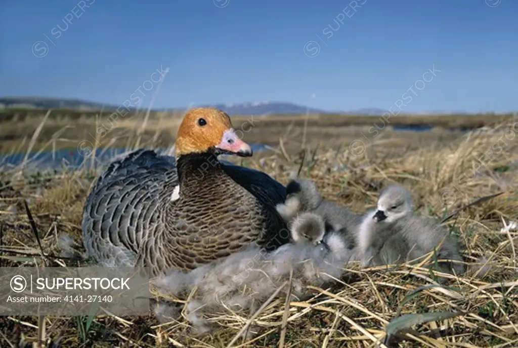 emperor goose anser canagicus on nest on tundra, with young alaska, usa 