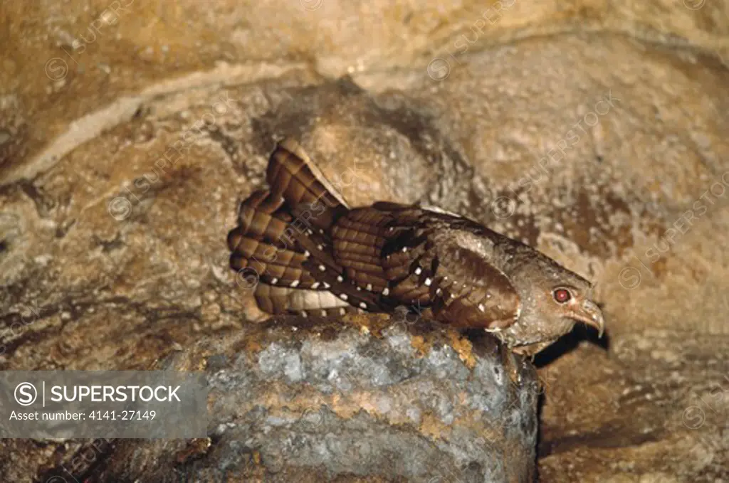 oilbird or guacharo on nest steatornis caripensis a nocturnal, cave-dwelling fruit-eater trinidad, west indies 