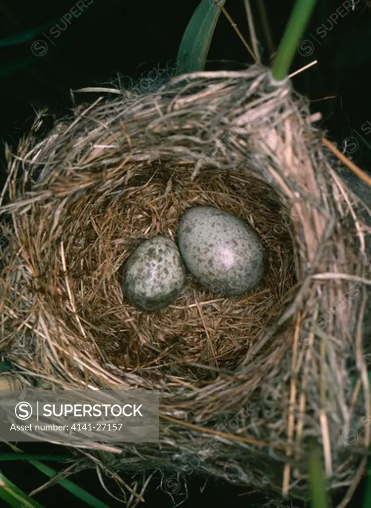 cuckoo egg with reed warbler egg cuculus canorus with acrocephalus scirpaceus in nest of reed warbler 