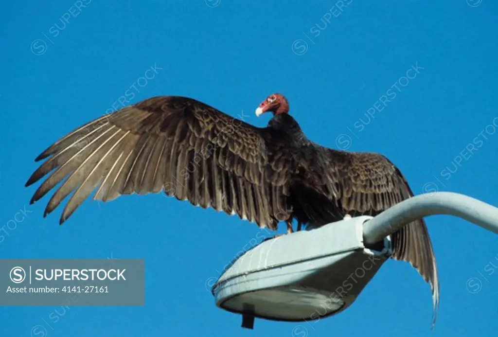 turkey vulture cathartes aura usa