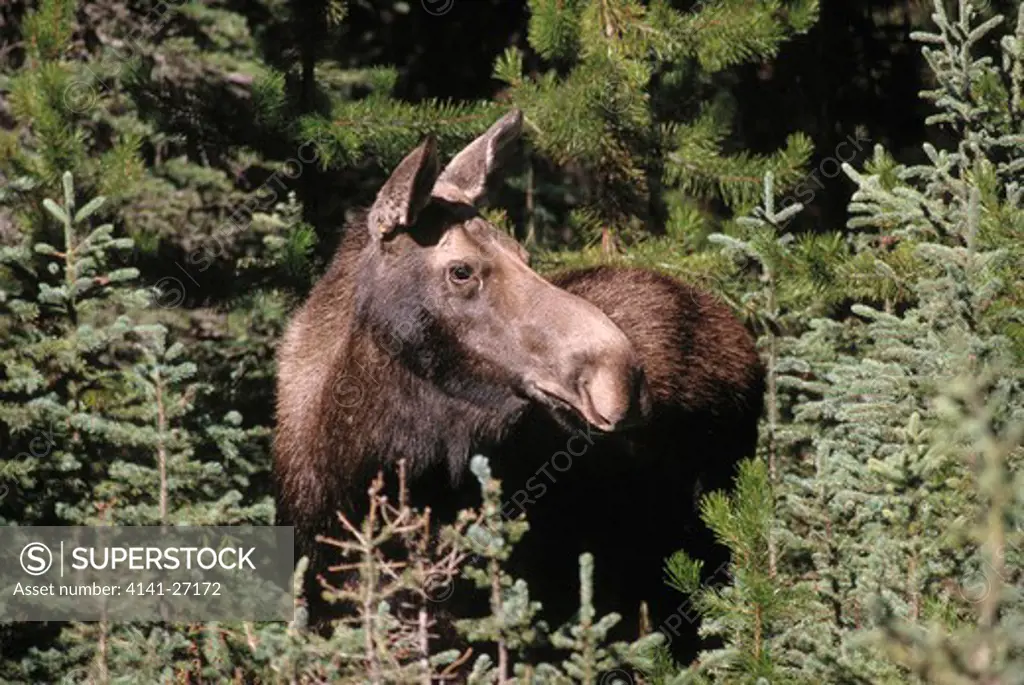 elk or moose female alces alces rocky mountains, canada 