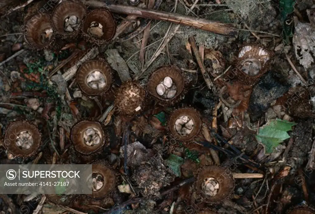 bird's nest fungus cyathus striatus found on wood debris autumn & winter inedible widespread but uncommon 