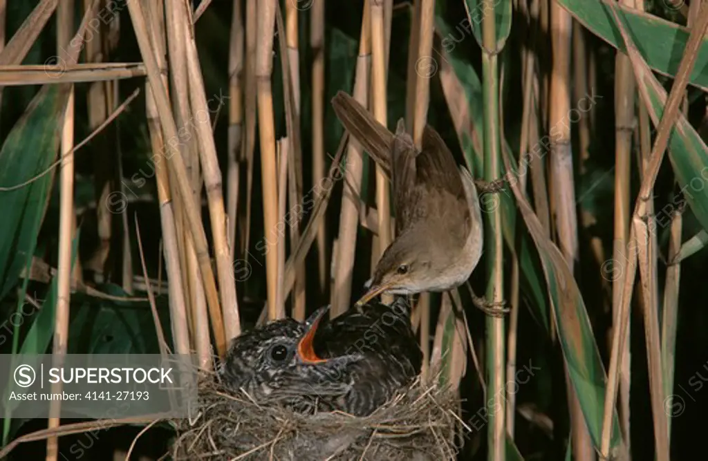 cuckoo cuculus canorus young being fed by reed warbler foster acrocephalus surpaceus