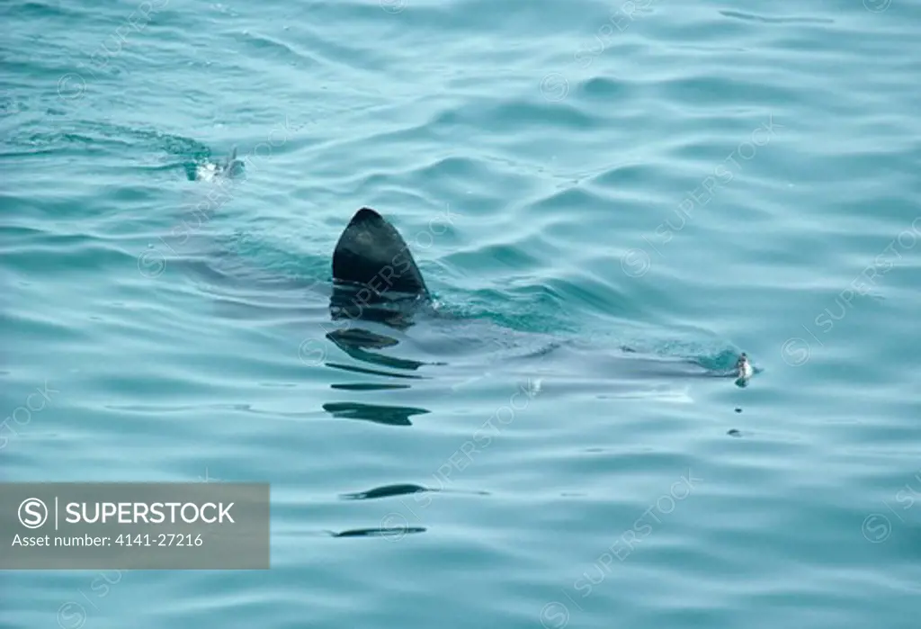 basking shark at water surface cetorhinus maximus or selache maxima irish western coast 