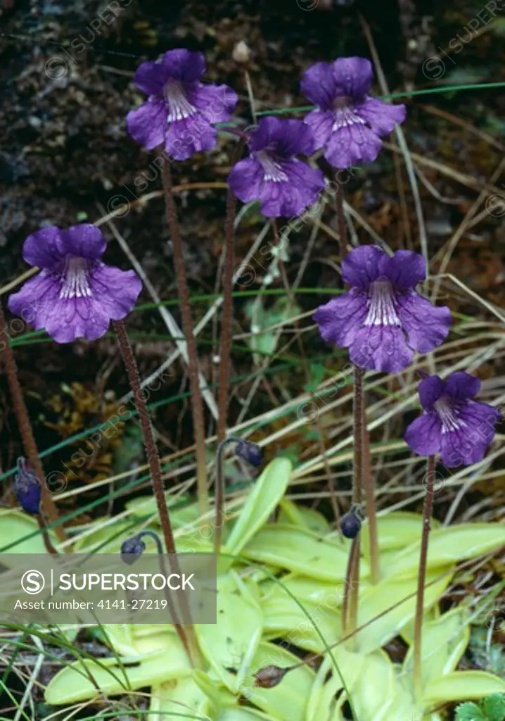large-flowered butterwort pinguicula grandiflora in flower. leaf margins roll inwards to trap & digest insects. 