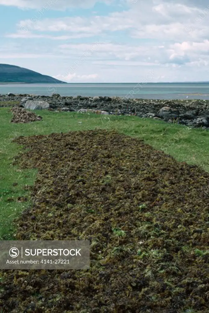 carrageen spread out to dry chondrus crispus atlantic coast of county clare, south western eire