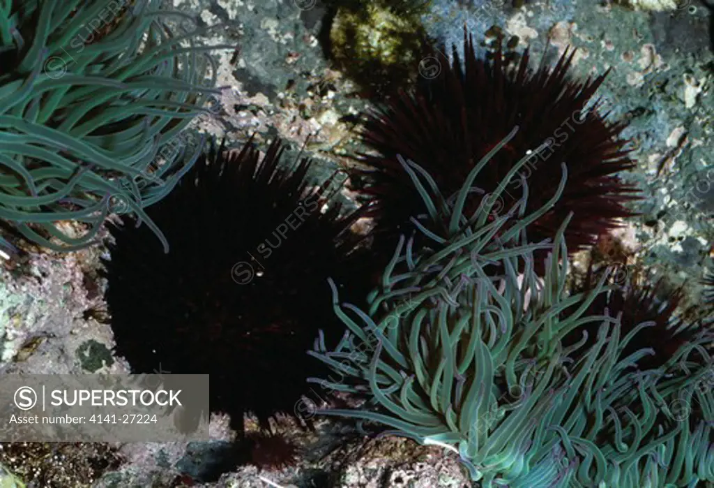 rock sea urchins paracentrotus lividus & snakelocks anemone anemonia sulcata also called oplet anemone 