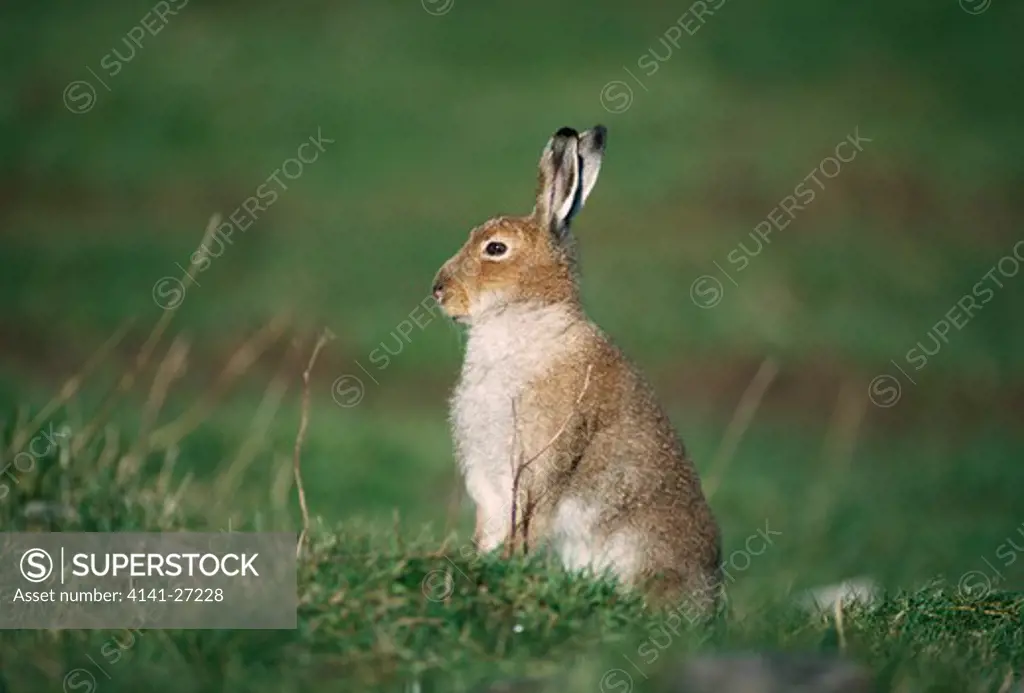 irish hare sitting in field lepus timidus subsp. hibernicus (subspecies of mountain hare) 
