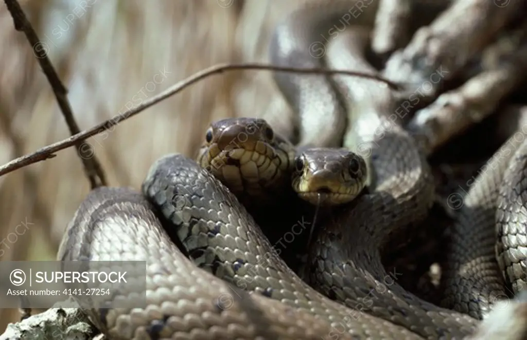 grass snake natrix natrix pair twined in courtship