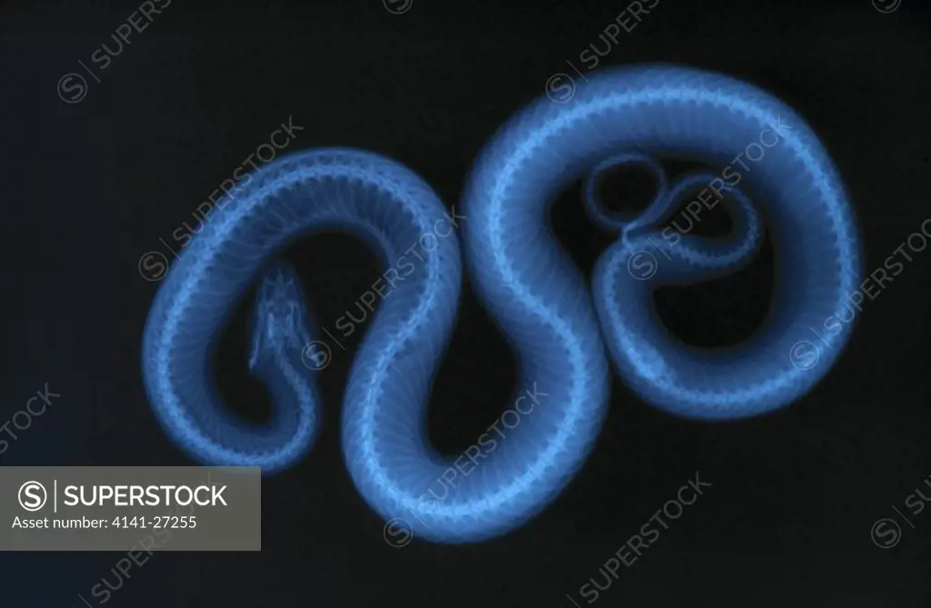 grass snake natrix natrix x-ray showing skeleton