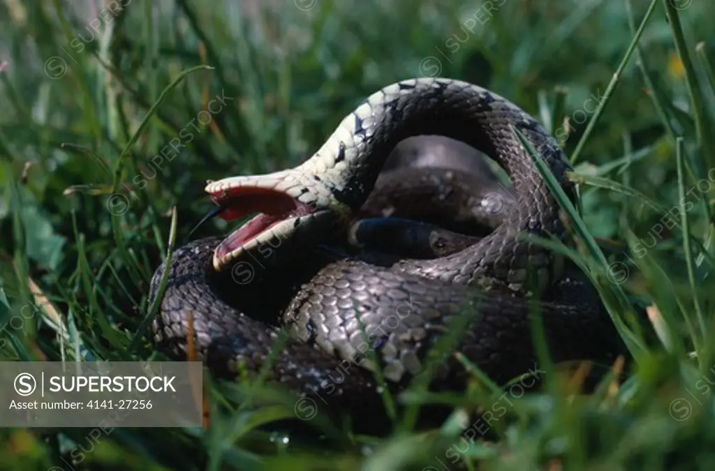grass snake feigning death natrix natrix as defence mechanism