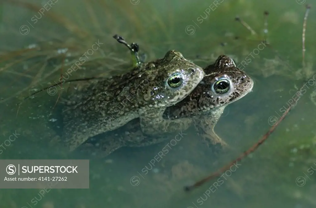natterjack toad bufo calamita pair in amplexus, in water 