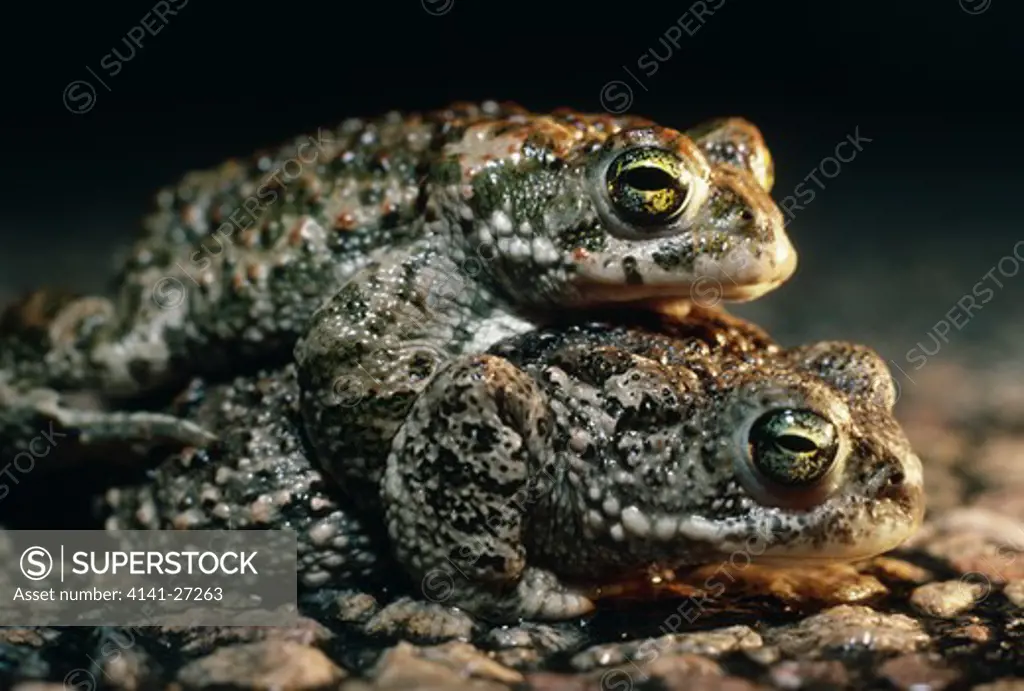natterjack toads bufo calamita in amplexus 