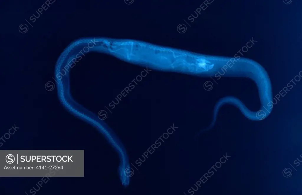 asp vipera aspis x-ray, showing gut containing common vole.